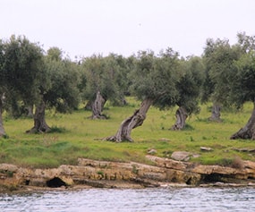 Olivenb&auml;ume